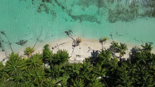 Paradisiacal Caribbean beach with palm trees, white sands, and crystal-clear waters, stunning views