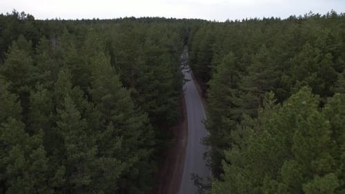 Road Leading Through Dense Forest