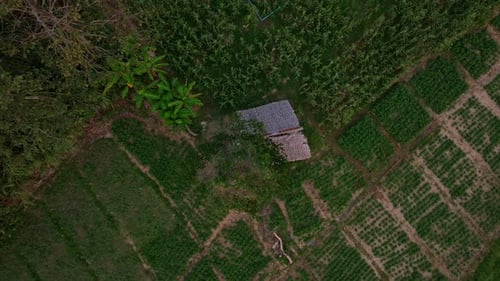 Top-down shot of terraced rice fields in fading light, Thailand