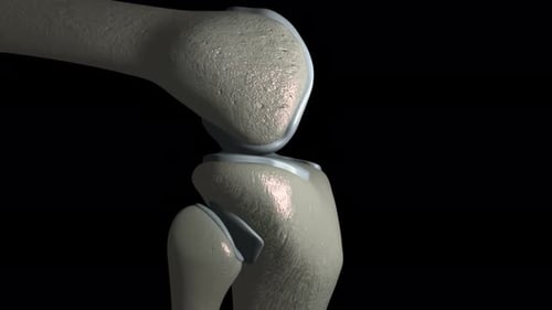 Human knee joint animation showing bone movement and cartilage structure