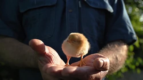 Fluffy Chick Held Gently in Hand