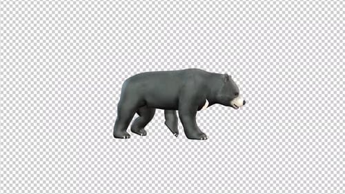Black Bear Walk Transparent Background