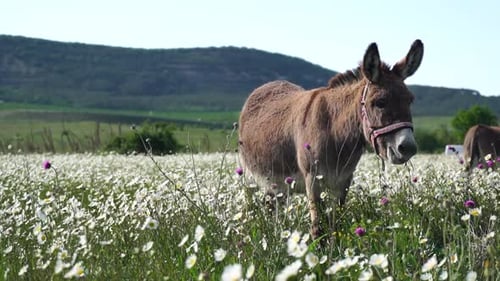 Chamomile White Daisy Flowers in a Field of Green Grass Sway in the Wind at Sunset Chamomile Flowers