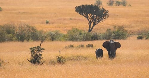 African Elephant Mother And Calf In Savanna, Masai Mara, Kenya - Wide Shot