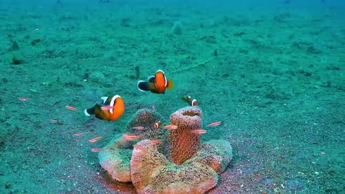 Beobachten Sie, wie Fische in ihrem natürlichen Lebensraum unter den Korallen spielen 4K