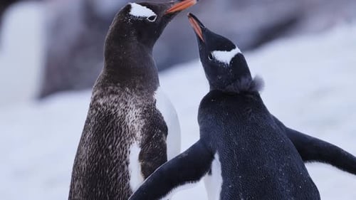 A Busy Gentoo Penguin Colony Huddles Together on Cold Antarctic Rocks