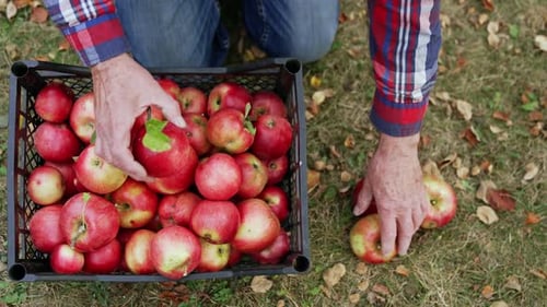 Red apples gathering in box. Juicy seasonal organic farm gardening.
