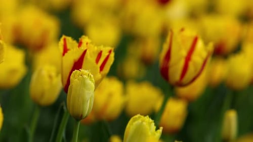 Beautiful Bright Colorful Yellow Spring Tulips