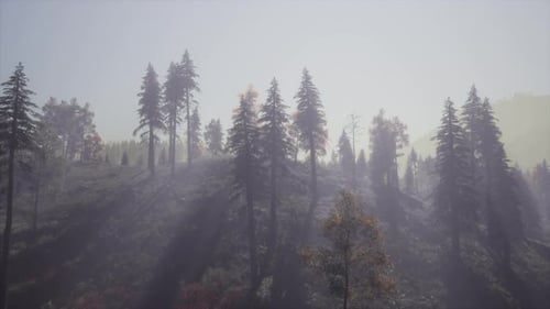 Evergreen Fir Trees with Cones Peaks of French Alps Mountains