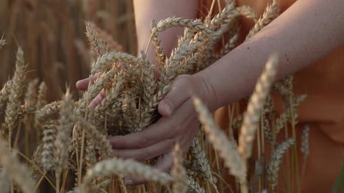 Woman Hands Hold Ripe Golden Wheat in Field