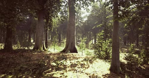 Bright Sunlight Filters Through Tall Trees in a Serene Forest Setting