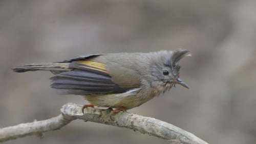 Nepali birds