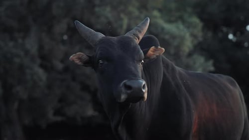 Big black bull with humb on a farm by the forest.