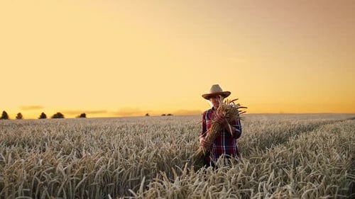 Elderly man in a straw hat walks by the field. Farmer carries a bunch of ears of wheat at sunset.