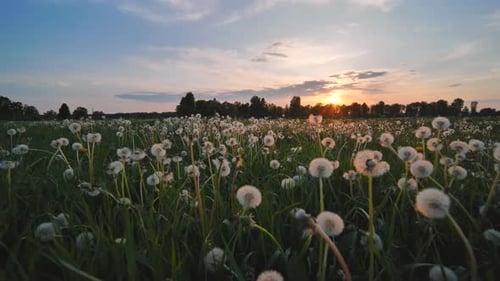 A Meadow of Dandelions on a Summer Evening at Sunset View in Motion