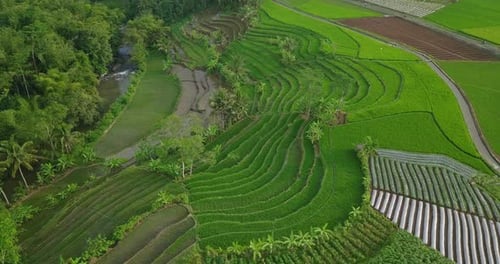 Aerial view of beautiful pattern of green plantation. Terraced rice field overgrown by green paddy p