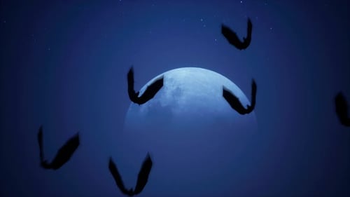Flying Bats in Night Sky with Moon for Halloween