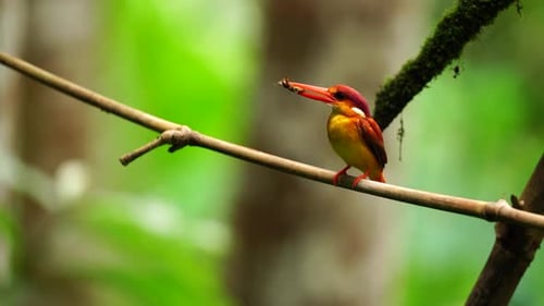 a Rufous-backed kingfisher or Ceyx rufidorsa bird is eating while perched on a bamboo branch