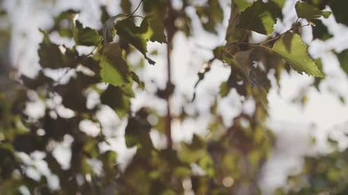 green leaves at sunset, glare from the sun