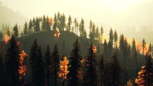 Une forêt remplie de grands arbres, magnifique coucher de soleil