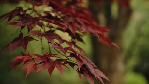 close slow motion handheld shot of red japanese mapple leaves, low depth of field