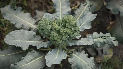 Fresh Broccoli is Thriving and Growing Extensively in the Home Gardens Soil Today