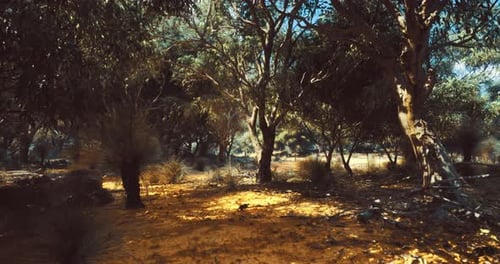 Sunny Australian Bushland with Gum Trees and Dry Red Soil
