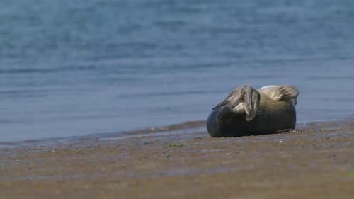 seals lie on waterless land, Gray Seal Portrait Close-up shot, Animal videos in their natural habita
