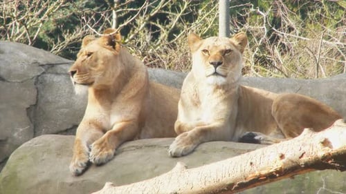 Königliche Entspannung: Ein Löwenrudel sitzt in Serene Harmony 4K