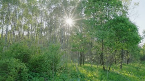 Spring forest and sun, shooting with a Steadicam