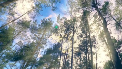 Forest Wood Tree Sun Sky Top Leaves Wind Summer Beautiful Nature Green
