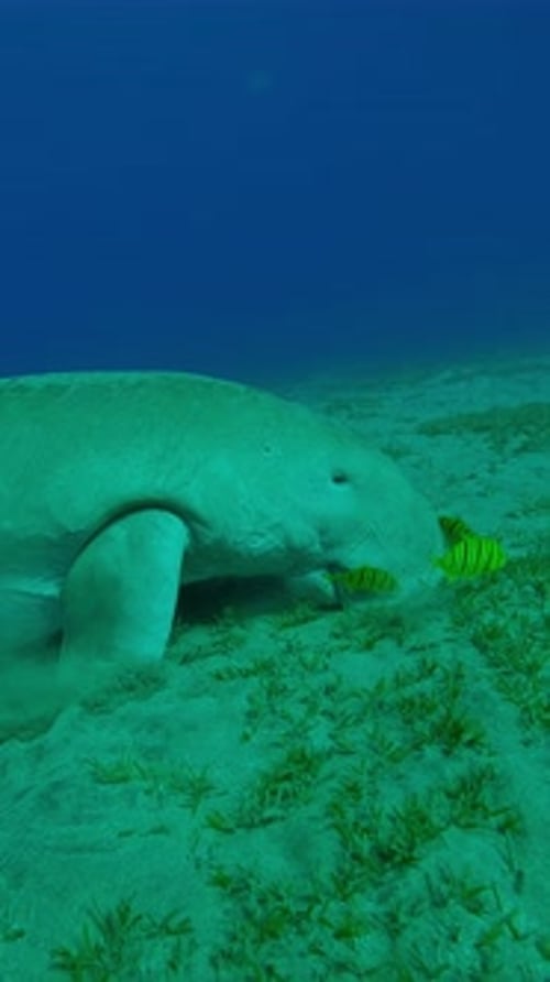 Sea cow Dugong covered in layer of silt swims and eating sea grass on sandy-silty seabed
