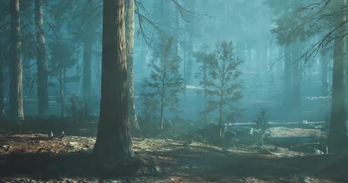 Enigmatic Forest Bathed in Soft Mist During Early Morning Hours