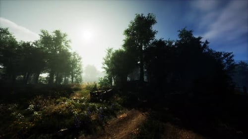 Mystical Forest with Fog and Shining Behind Trees