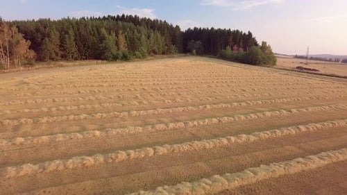 Luftaufnahme des abgeernteten Feldes mit Strohlinien bei Sonnenuntergang