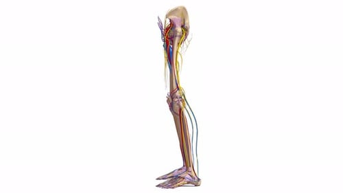Human Leg Pelvis Anatomy with Bones, Arteries, Veins, Nerves 3D Animation