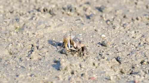 Geigenkrabben laufen am Sandstrand und essen. Gruppe von Geisterkrabben in einem schlammigen Feuchtgebiet