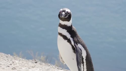 Magellanic Penguin Standing And Looking Around At Coast In Patagonia Argentina With Blurry Ocean In