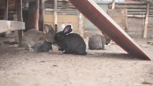 Rabbits Eating Together in Rural Enclosure