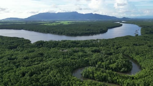 Aerial view of the lush and expansive mangrove swamps