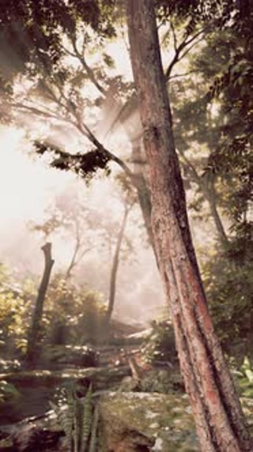 Sun Shines Through Trees in Forest