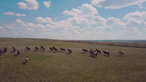 Herd Of Horses In The Field