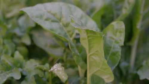 Slow motion closeup of chard plants watered with a sprinkler in a vegetable garden.