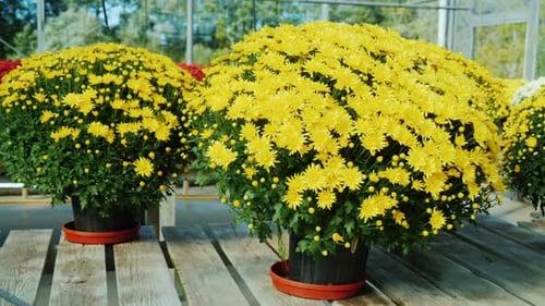 Pots with Yellow Chrysanthemums on a Wooden Counter Plant Nursery Flower Sale Concept