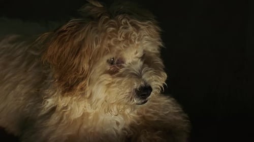 Lindo perro Maltipoo en un relámpago dramático