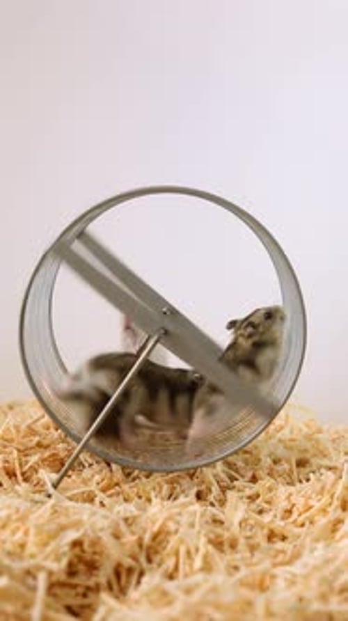 Hamsters Exercising on Wheel in Wood Shavings