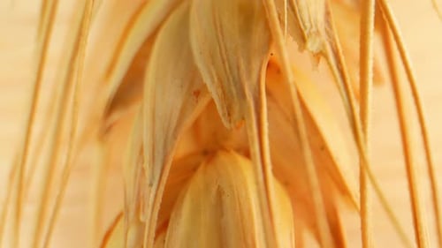 Macro shot of golden ears of wheat. 4K.