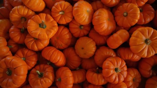 Colheita de abóbora de várias formas e tamanhos de abóboras e laranjas