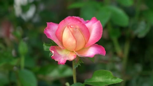 A beautiful peach colored rose against a green background of leaves.