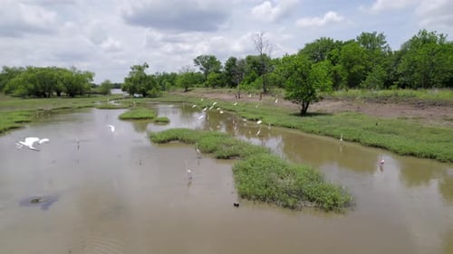 Aerial View of Wetland with White Birds